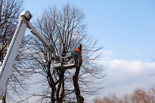 Best Tree Disease Treatment  in La Luz, NM